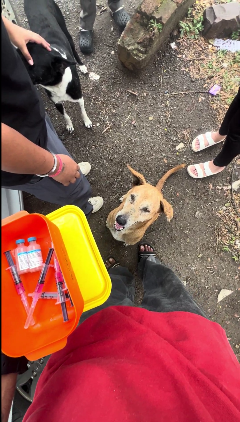 Volunteers with rescued and vaccinated dogs